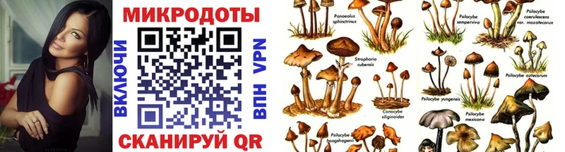 цены Пионерский Псилоцибиновые грибы Psilocybine cubensis
